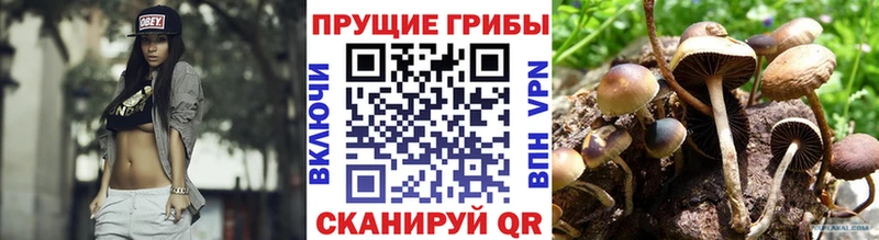 кракен ТОР  Шебекино  Галлюциногенные грибы Psilocybine cubensis 
